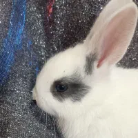 بچه خرگوش|موش و خرگوش|مسجد سلیمان, |دیوار