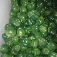 فلفل صادراتی با قیمت مناسب