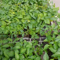 نهال گلخانه‌ای اصلاح شده / چترود