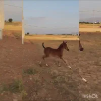 کره نریان عرب دوسر مدارک دار|اسب و تجهیزات اسب‌سواری|قیدار, |دیوار