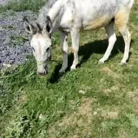 الاغ گله ای بشرط