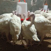 بغلمون بیوتی