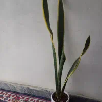 4شاخه گل زیپلین باکلی پاجوش|گل و گیاه طبیعی|بروجرد, |دیوار