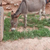 یک الاغ فروشی