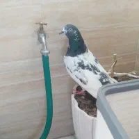 کفتر نر دو رگ پاکستانی|پرنده|قم, پردیسان|دیوار