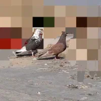 کبوتر