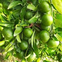 فروش مستقیم ۲۵ تن نارنگی ژاپنی درجه‌یک