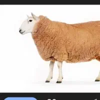 بره نر ۵۵ کیلو