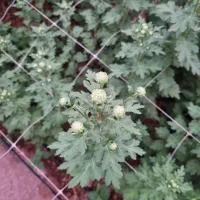 فروش عمده گل شاخه بریده داوودی برای تاریخ ۵ آذر