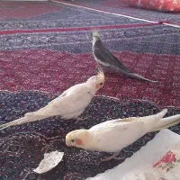 جفت مولد و سرحال