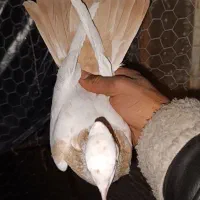کبوتر پرشی طوقی دمبی ابلغ شازده