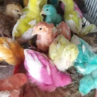 فروش انواع جوجه های یک روزه تا یک ماهه