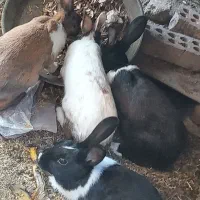 خرگوش|موش و خرگوش|آق قلا, |دیوار