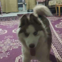 واگذاری توله هاسکی مالاموت