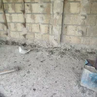 کبوتر کفتر ماده مخمل طاووسی