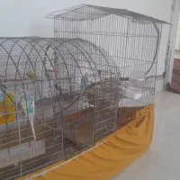 مرغ عشق|پرنده|تخت, |دیوار