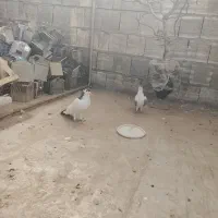 جفت نر و ماده پلاس