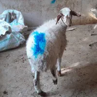 بره ماده نگهداشت یا کشتار|حیوانات مزرعه|مشهد, شهید قربانی|دیوار