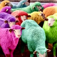 40راس دام زنده|حیوانات مزرعه|قزوین, |دیوار