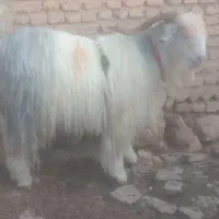 دوبر فروشی