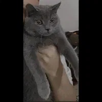 گربه گمشده اسکاتیش