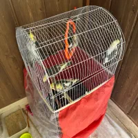 هفت عدد عروس هلندی|پرنده|تربت جام, مطهری|دیوار