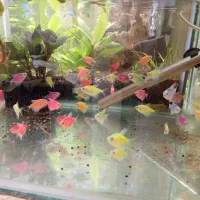 کالر-ویدو/نیون/گوپی/