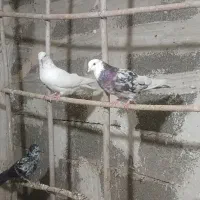 کفتر