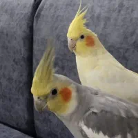 عروس هلندی جفت