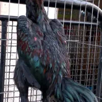 مرغ خروس اوشامو اصیل