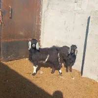 بزغاله ماده