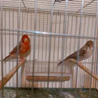 قناری رنگی اورجینال