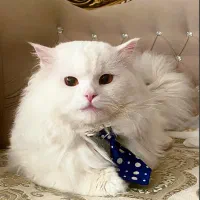 گربه بریتیش با ست کامل وسایل فقط ۱۰تومن