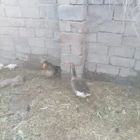 دوعدد غاز سرحال سالم