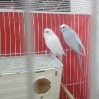 یک جفت مرغ عشق به شرط تخم جوجه نژاد دار