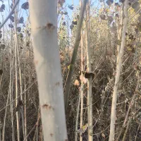 صنوبر|گل و گیاه طبیعی|میاندوآب, |دیوار