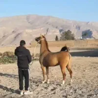 مادیان آهو کره شکارشریف کهر بانو