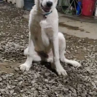 توله افغان 4ماهه