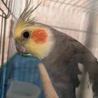 فروش یک عدد پرنده