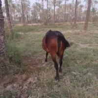 اسب مادیون|اسب و تجهیزات اسبسواری|برازجان, |دیوار