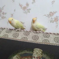 جفت طوطی برزیلی