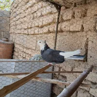 شیش عدد حیون نامبروان