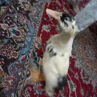 ی اردک