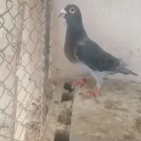 فروش