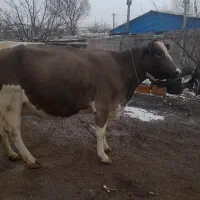 گاو آبستن سیمنتال