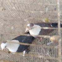 یک جفت کله سفید|پرنده|سبزوار, قصبه اب یمین|دیوار