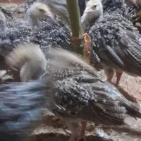 ۴۰ روز دونه ای ۷۰۰و ۳۰ روز دونه ای ۵۰۰