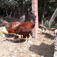 خروس جوان تازه خروس محلی