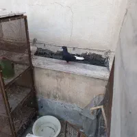زاغ دم سفید ویک عددسرکی دم سفید