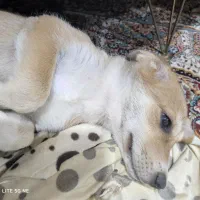 توله سگ بومی